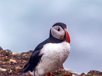 Puffin Viewing Site